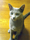 mew1.jpg