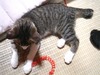 0709-02boggy2.jpg