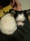 0710-02chobi.jpg