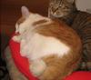 0710-03coco.JPG