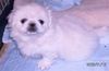 0710-07ikura.jpg