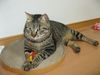 0711-03kotora2.JPG