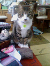 20070224072118.jpg