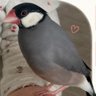 azuki0907.png