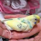 pan0707.jpg